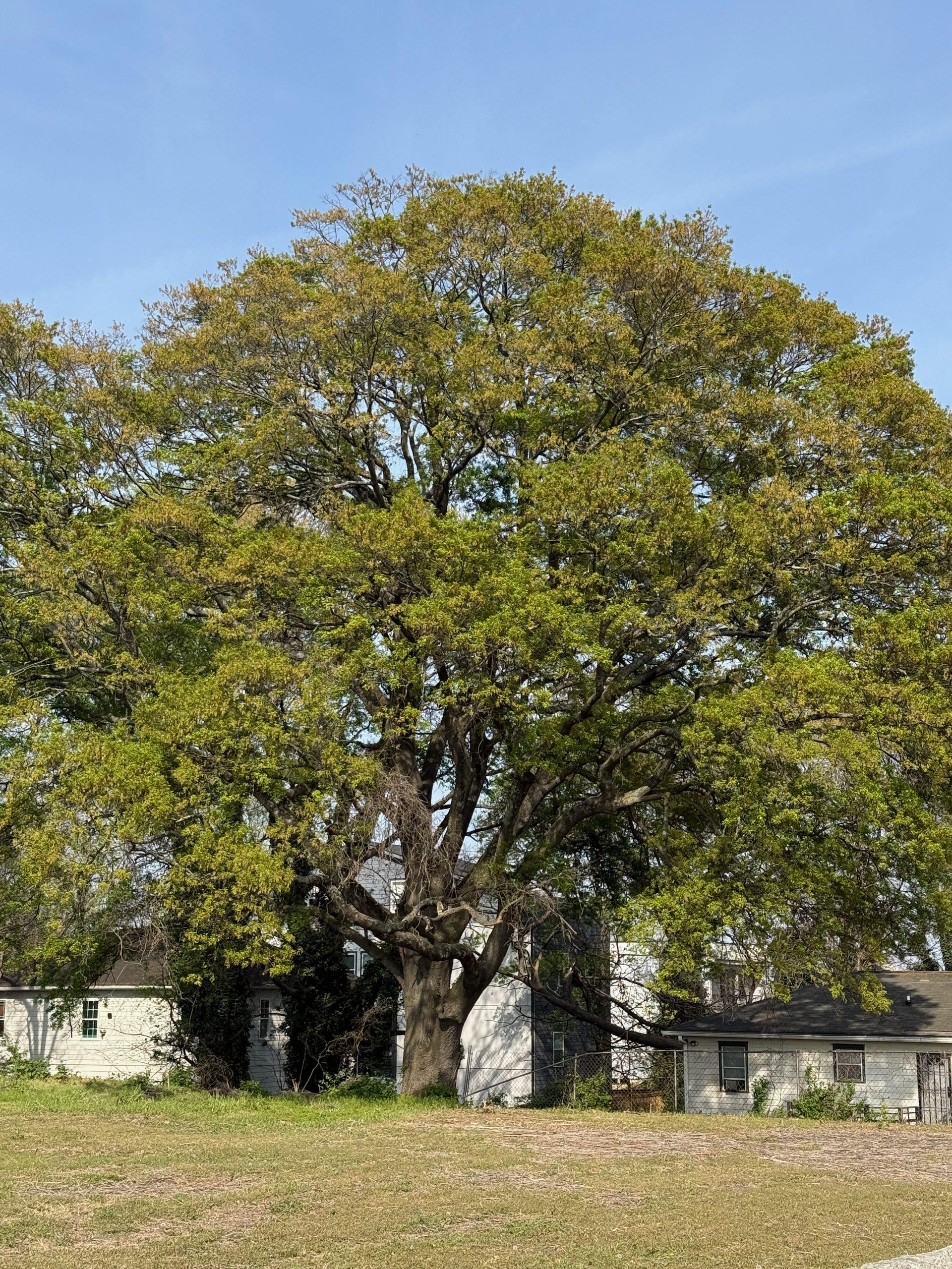 Old oak tree with historic Atlanta houses